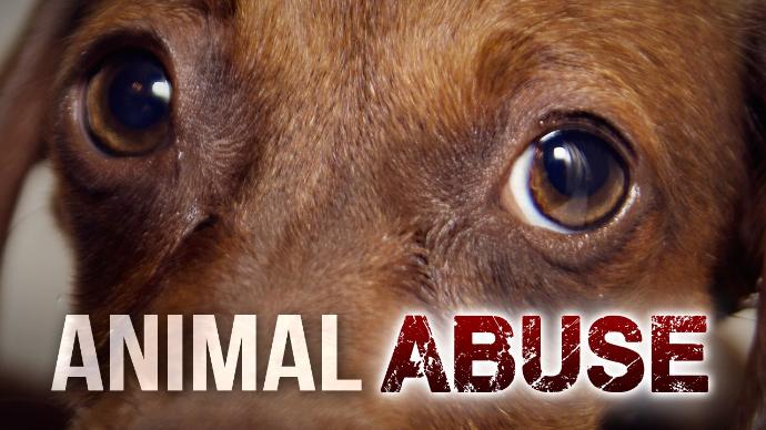 Report Abuse | Revelstoke Humane Society